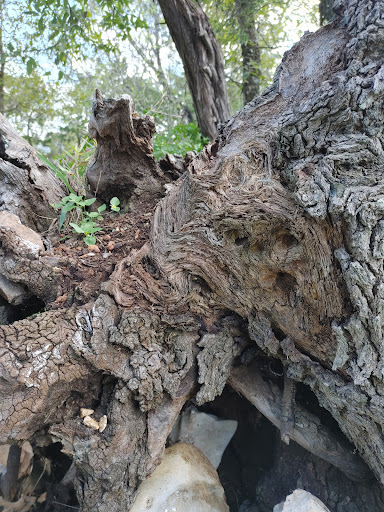 Golf Club «Flying Armadillo Disc Golf Club», reviews and photos, 3115 Hilliard Rd, San Marcos, TX 78666, USA