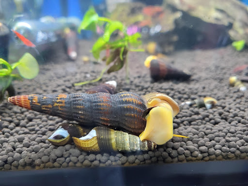 Pet Store «Bluewater Zoo Exotic Aquariums & Reptiles», reviews and photos, 159 Miracle Strip Pkwy SE, Fort Walton Beach, FL 32548, USA