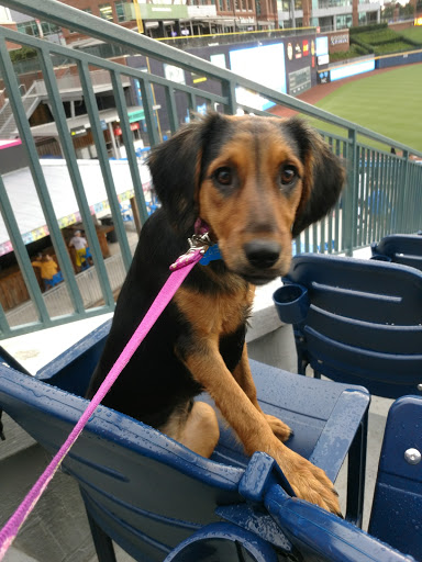 Stadium «Durham Bulls Athletic Park», reviews and photos, 409 Blackwell St, Durham, NC 27701, USA
