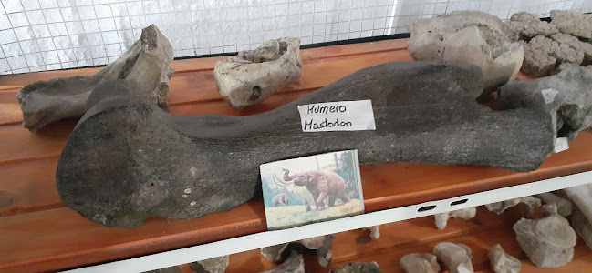 Museo Paleontológico Dolores