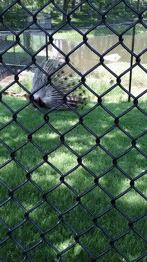 Water Park «Phillips Park Family Aquatic Center», reviews and photos, 828 Montgomery Rd, Aurora, IL 60505, USA