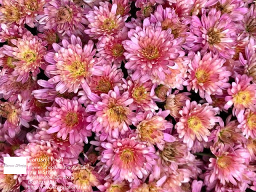 Florist «Caruso Florist», reviews and photos, 1717 M St NW, Washington, DC 20036, USA