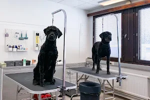 Dog spa center image