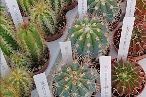 Plante'Sud Cactus image