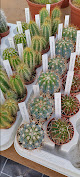 Plante'Sud Cactus Valaurie