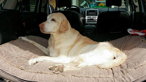 Pet Supply Store «Cheshire Cat & Dog Too», reviews and photos, 1320 Waterbury Rd, Cheshire, CT 06410, USA