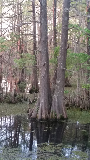 Park «Sheldon Lake State Park and Environmental Learning Center», reviews and photos, 14140 Garrett Rd, Houston, TX 77044, USA