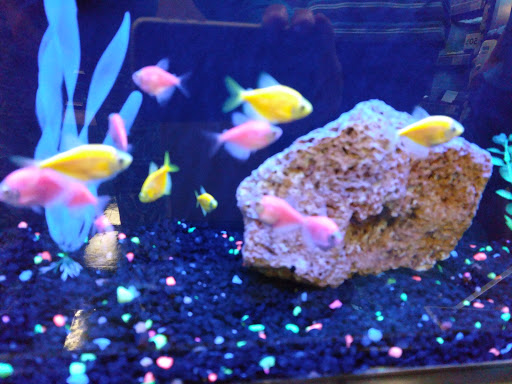 Pet Supply Store «Petco Animal Supplies», reviews and photos, 901 W Indiantown Rd #30, Jupiter, FL 33458, USA