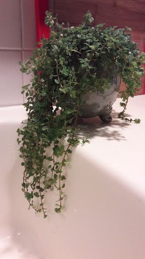 Florist «Risher Van Horn Florist», reviews and photos, 3760 Germantown Pike, Collegeville, PA 19426, USA