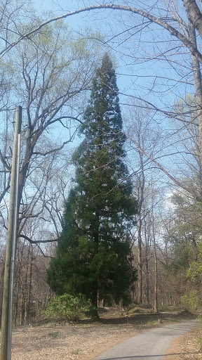 Nature Preserve «Fernbank Forest», reviews and photos, 767 Clifton Rd, Atlanta, GA 30307, USA