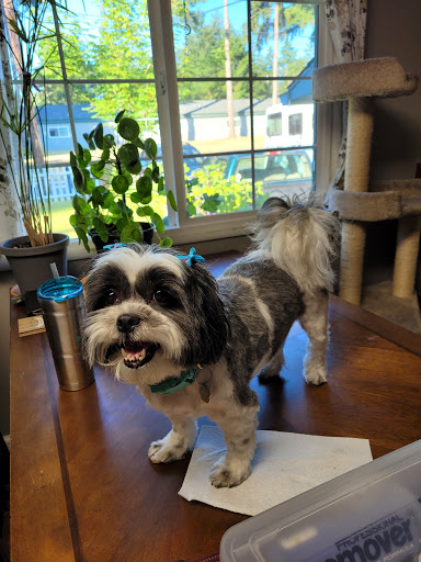 Pet Supply Store «Petco Animal Supplies», reviews and photos, 5700 100th St SW, Lakewood, WA 98499, USA