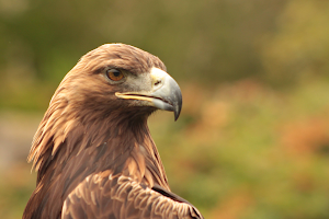 Kintail Birds of Prey Argyll - Falconry Experiences image