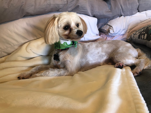 Pet Store «Pets Place Grooming», reviews and photos, 1272 SW California Blvd, Port St Lucie, FL 34953, USA