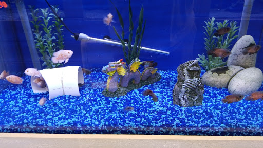 Tropical Fish Store «Stingray Bay», reviews and photos, 17800 E 9 Mile Rd, Eastpointe, MI 48021, USA