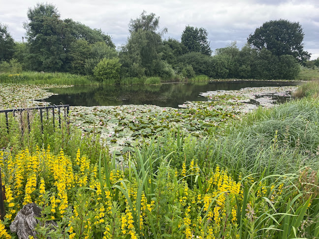 Pikes Water Lilies of Garforth - Leeds
