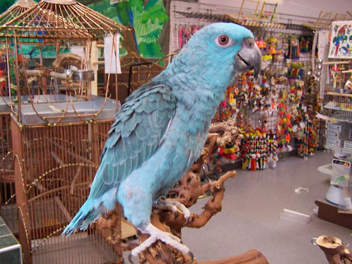 Angels Bird Jungle, 1031 Broad St, Shrewsbury, NJ 07702, USA, 