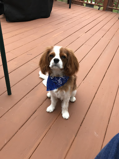 Pet Supply Store «Pet Supply Outlet», reviews and photos, 150 Spaulding Tpke, Portsmouth, NH 03801, USA