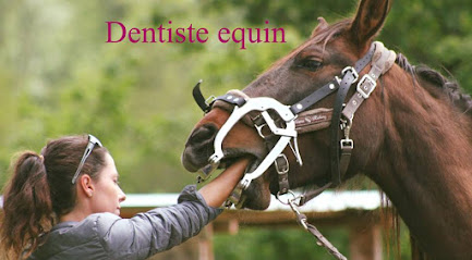Dentiste Equin / Clem T.D.E ( chevaux) Droussant clementine