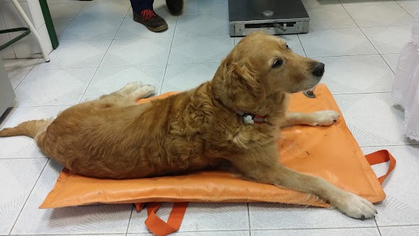 Clinica Veterinaria Castrillon Meuveterinario