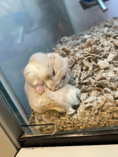 Pet Supply Store «Petco Animal Supplies», reviews and photos, 5994 Montana Ave, El Paso, TX 79925, USA