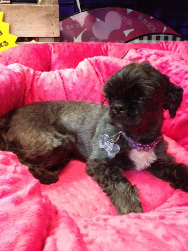 Veterinarian «Pet Vet Supply», reviews and photos, 1215 E Lockheed Dr, Oklahoma City, OK 73110, USA