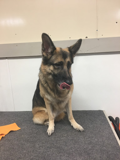 Pet Groomer «U Dirty Dog», reviews and photos, 232 Stevens Entry, Peachtree City, GA 30269, USA