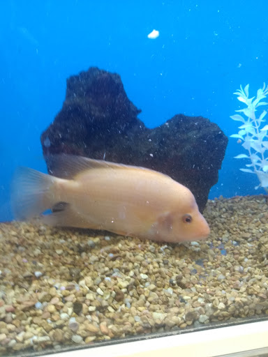 Pet Supply Store «Petco Animal Supplies», reviews and photos, 801 W Lake Ave, Peoria, IL 61614, USA