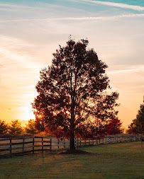 Cristi Cole Photography