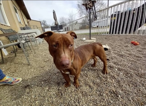 Gallatin Co Veterinary Services image