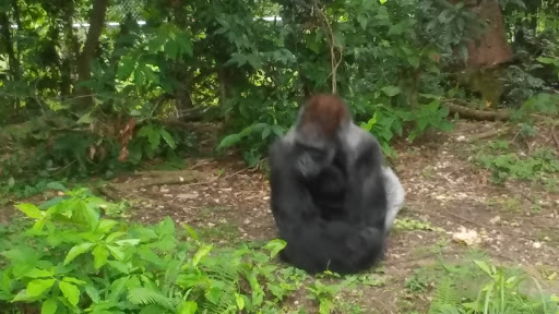 Nature Preserve «Harden Hammock Preserve», reviews and photos, SW 108th Ave, Miami, FL 33170, USA