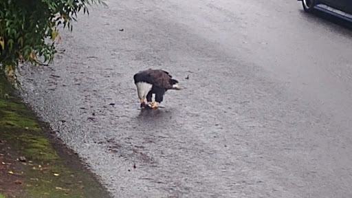 Nature Preserve «Redmond Watershed Preserve», reviews and photos, 21760 NE Novelty Hill Rd, Redmond, WA 98053, USA