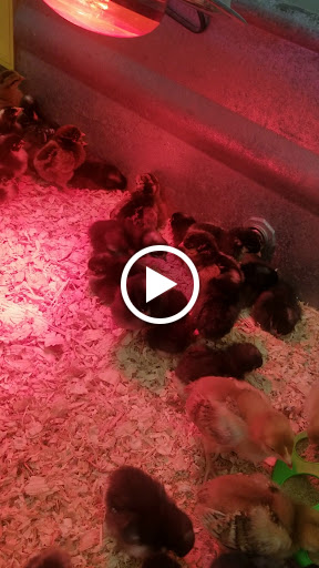 Pet Supply Store «Western Ranch & Pet Supply», reviews and photos, 103 Aegean Way, Vacaville, CA 95687, USA