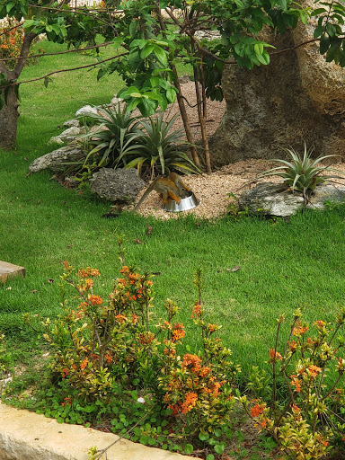 Garden at Punta Cana