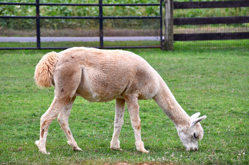 Golf Course «Waters Edge Mini Golf», reviews and photos, 230 N Ronks Rd, Bird in Hand, PA 17505, USA