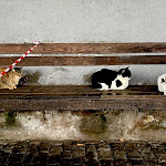 Photo n°1 de l'avis de Xin.i fait le 27/12/2022 à 19:30 sur le  Cafetaria Cabo Aéreo Café à Sao Jorge