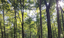 Rentschler Forest Preserve