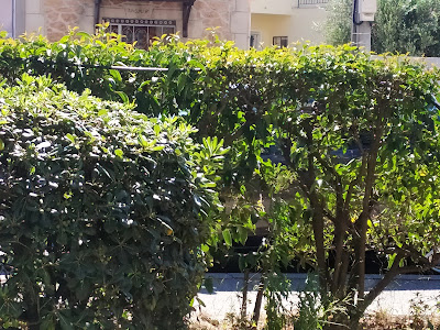 Ips à Aubagne