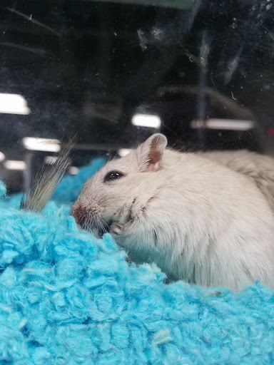 Pet Supply Store «Saluda River Pet», reviews and photos, 130 Robin Helton Dr, Boiling Springs, SC 29316, USA