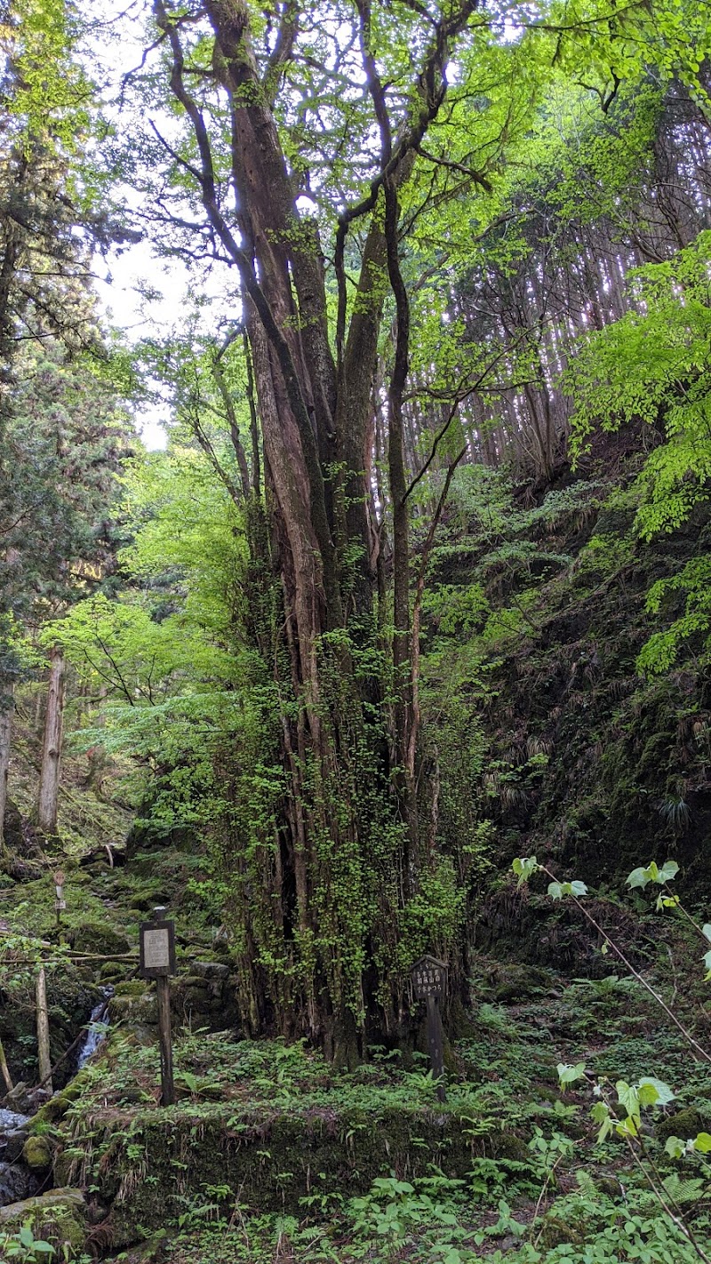加蘇山神社の千本カツラ(県指定天然記念物)