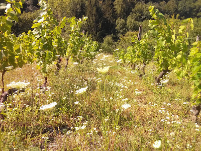 Domaine TERRAL à Mérignat