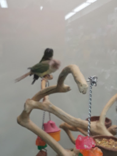 Pet Supply Store «Petland Discounts - Flatbush Ave.», reviews and photos, 968 Flatbush Ave, Brooklyn, NY 11226, USA