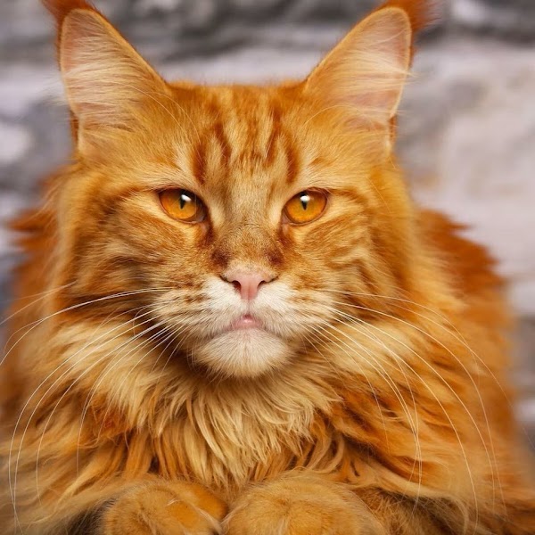 Garfield Veterinarios C B
