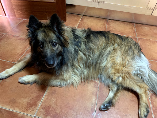 Información y opiniones sobre Clínica Veterinario Cachón de León