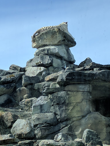 Zoo «Cougar Mountain Zoo», reviews and photos, 19525 SE 54th St, Issaquah, WA 98027, USA