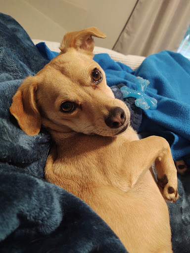 Pet Supply Store «PetSmart», reviews and photos, 2130 Gunbarrel Rd, Chattanooga, TN 37421, USA