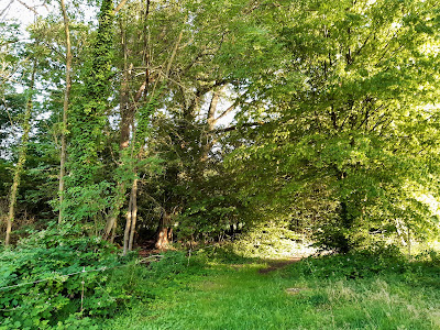 Bois de Bourlon à Bourlon