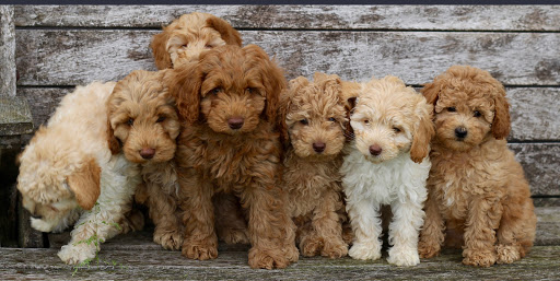 Texas Australian Labradoodles