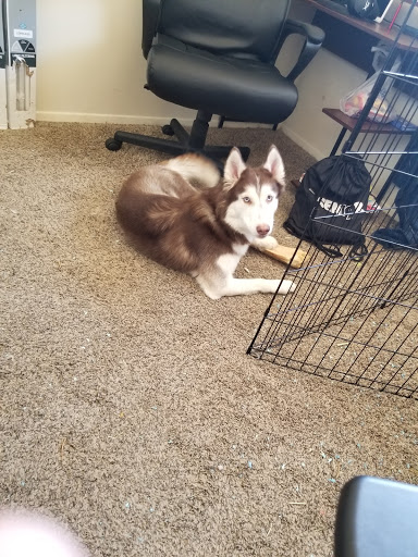 Pet Supply Store «PetSmart», reviews and photos, 2200 E Lohman Ave, Las Cruces, NM 88001, USA