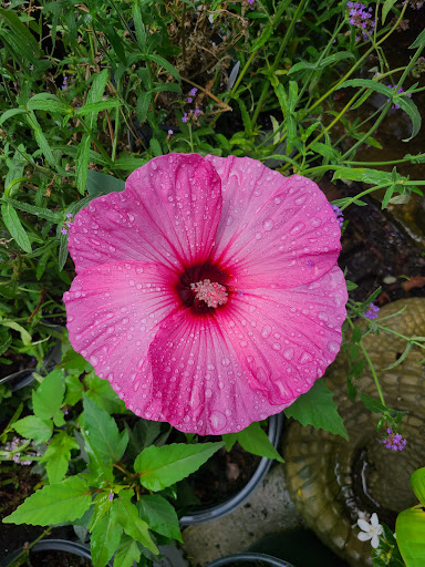 Hardware Store «Proctor Ace Hardware», reviews and photos, 5723 University Blvd W, Jacksonville, FL 32216, USA