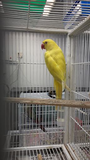 Pet Store «Animal Pet Shop Corporation», reviews and photos, 10843 SW 40th St, Miami, FL 33165, USA